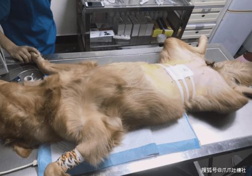 宠物狗地瓜料理怎么做的