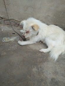 宠物狗老挠嘴怎么回事啊