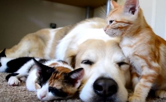 医院新设宠物过敏门诊！患者中猫狗致敏占比最大