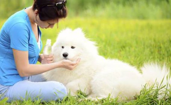 医院新设宠物过敏门诊！患者中猫狗致敏占比最大