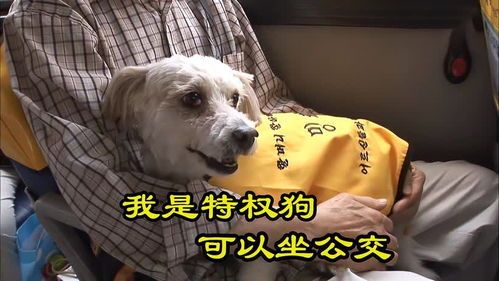 宠物狗怎么能上公交车呢
