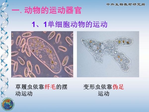 动物运动的形式.ppt_第1页