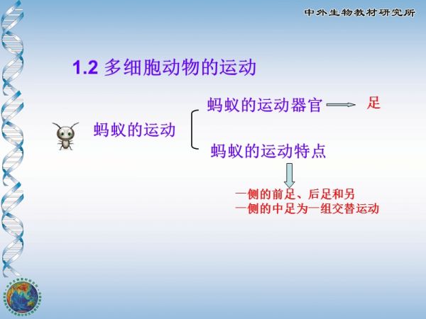 动物运动的形式.ppt_第2页