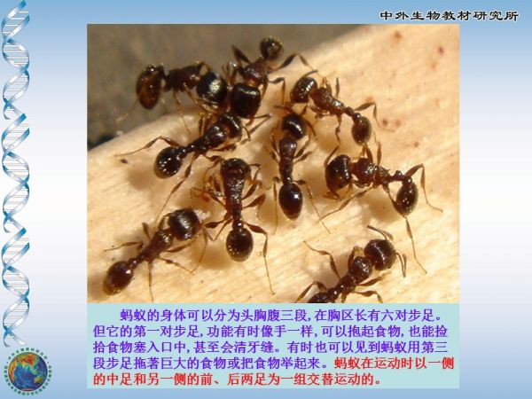 动物运动的形式.ppt_第3页