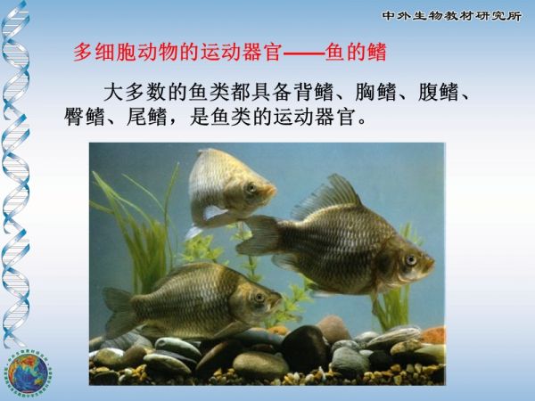 动物运动的形式.ppt_第4页