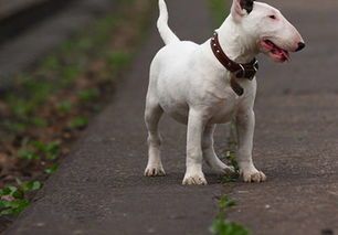 狗如何行走：揭秘狗的双腿步态（狗怎么2条腿走路不一样）