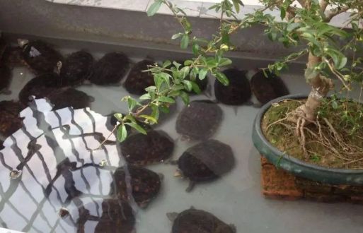 养龟必看！换水频率搞错，小心你的爱龟丧命！