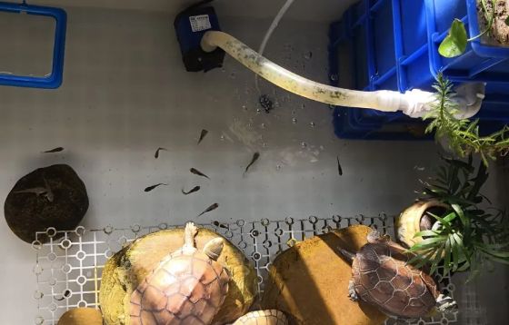 养龟必看！换水频率搞错，小心你的爱龟丧命！