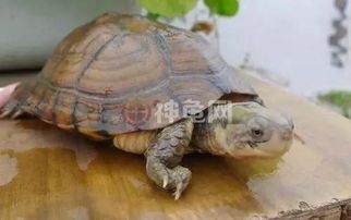 乌龟感冒了怎么办？