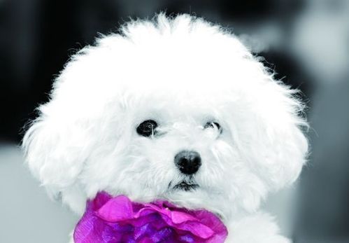 公比熊的乳头是正常的吗？