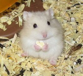 仓鼠吃什么能帮助磨牙呢？