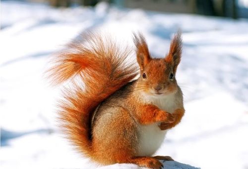 雪地松鼠养护攻略：科学喂养，温暖相伴
