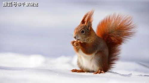 雪地松鼠养护攻略：科学喂养，温暖相伴