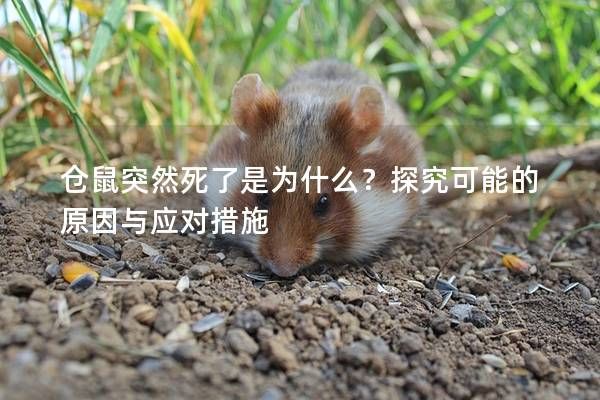 仓鼠突然死了是为什么？探究可能的原因与应对措施