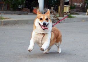 柯基爱坐姿，萌态十足，宠物必备！