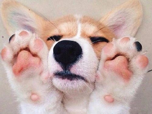 柯基爱坐姿，萌态十足，宠物必备！