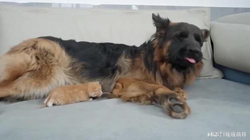 小猫不要在没有德牧的情况下睡觉