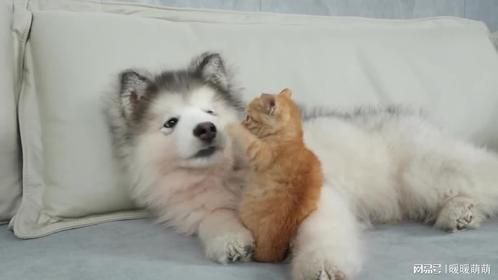 当一只小猫把他当床时，阿拉斯加小狗感到震惊！