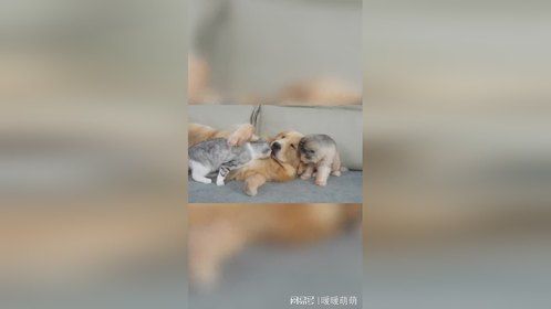 小猫拒绝与小狗分享金毛猎犬
