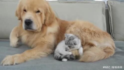 金毛养的小猫长大后以为他也是一只狗