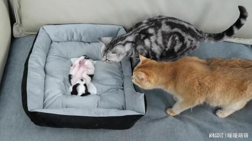 猫以为小狗噶了