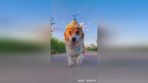 小飞基申请出战！