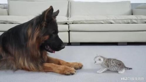 小猫和德牧如何从第一天起就成为最好的朋友