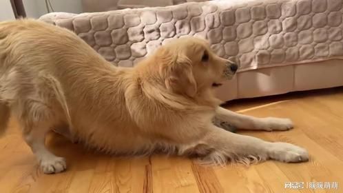 金毛的和平被有史以来最可爱的小猫毁了！