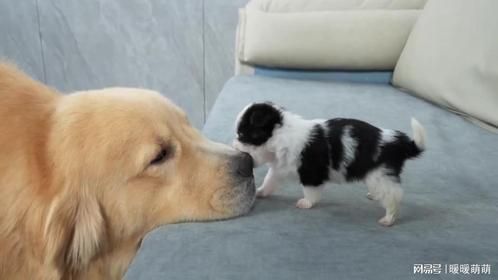 金毛被可爱的小狗袭击了！