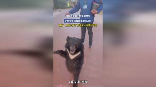 饲养员带着小熊要食物吃，小熊非要拉着她才敢走上前