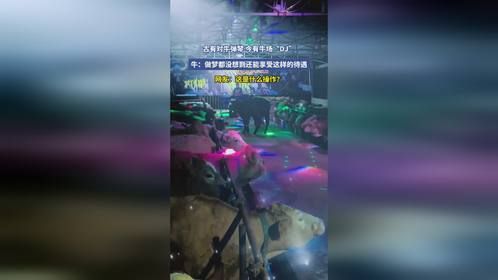 古有对牛弹琴，今有牛场“DJ”，牛：做梦都没想到还能享受这样的待遇
