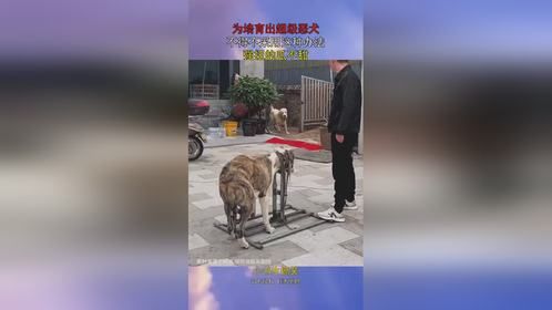 为培育出超级恶犬，不得不采用这种办法，强扭的瓜不甜！
