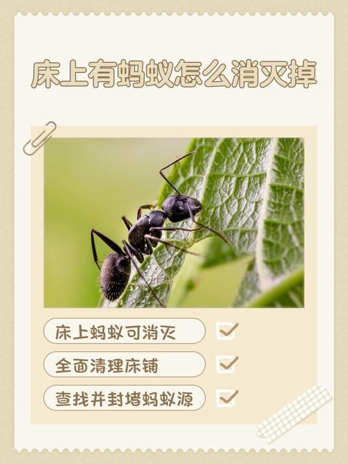 宿舍里面有蚂蚁怎么解决，床边蚂蚁？用醋糖硼糊免钉胶对付