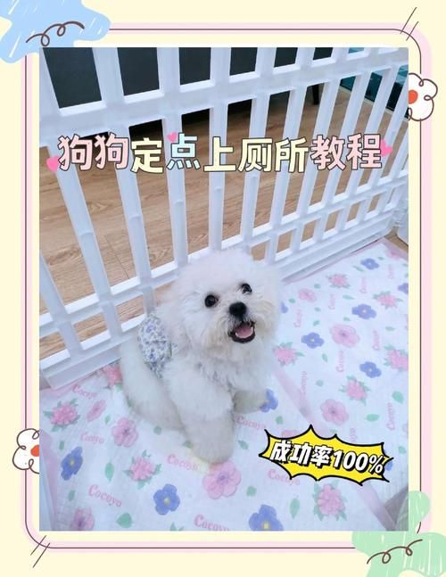 怎样教狗狗大小便_新手养边牧？3个月速成定点大小便，王姐教你实用技巧！