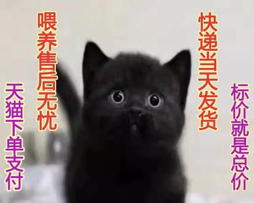 幼猫和成猫的日常饮食需求（营养需求差异和合理喂养量）