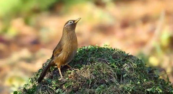 画眉鸟上性征兆与训练技巧详解！