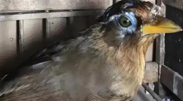 画眉鸟上性征兆与训练技巧详解！