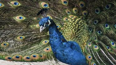 孔雀的习性有哪些？来get下吧