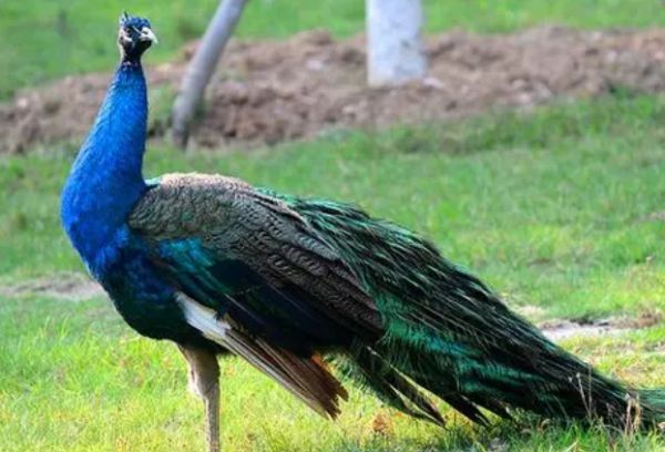 孔雀的习性有哪些？来get下吧