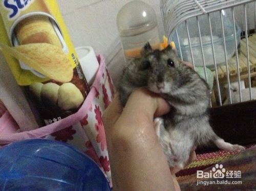 仓鼠垫料应该放多少 仓鼠垫料多少天换一次