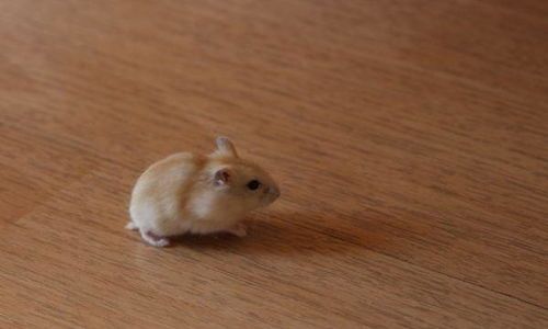 【仓鼠垫料】如何选择和放置让你的小宠物更舒适