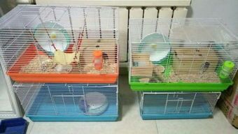 如何正确清洁仓鼠的笼子呢？