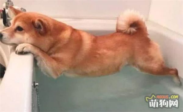 自己在家如何给狗狗做清洁