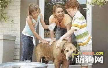 自己在家如何给狗狗做清洁