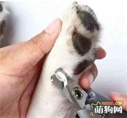 自己在家如何给狗狗做清洁