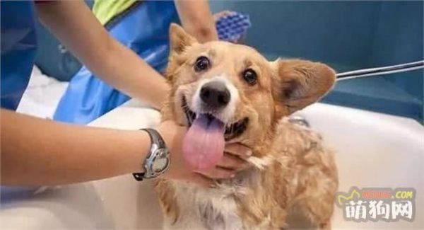 自己在家如何给狗狗做清洁
