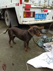 两个月狗标准体重1-2斤，观察食欲、精神、活动度判断健康。