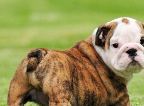宠物肥胖不容忽视，斗牛犬减肥有妙招！