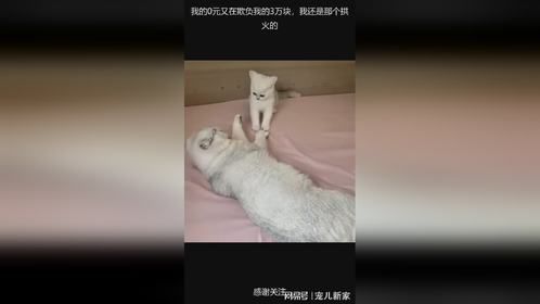 我的0元又在欺负我的3万块，我还是那个拱火的