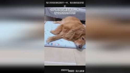 每只狗狗的睡姿都不一样，看去睡得挺舒服的